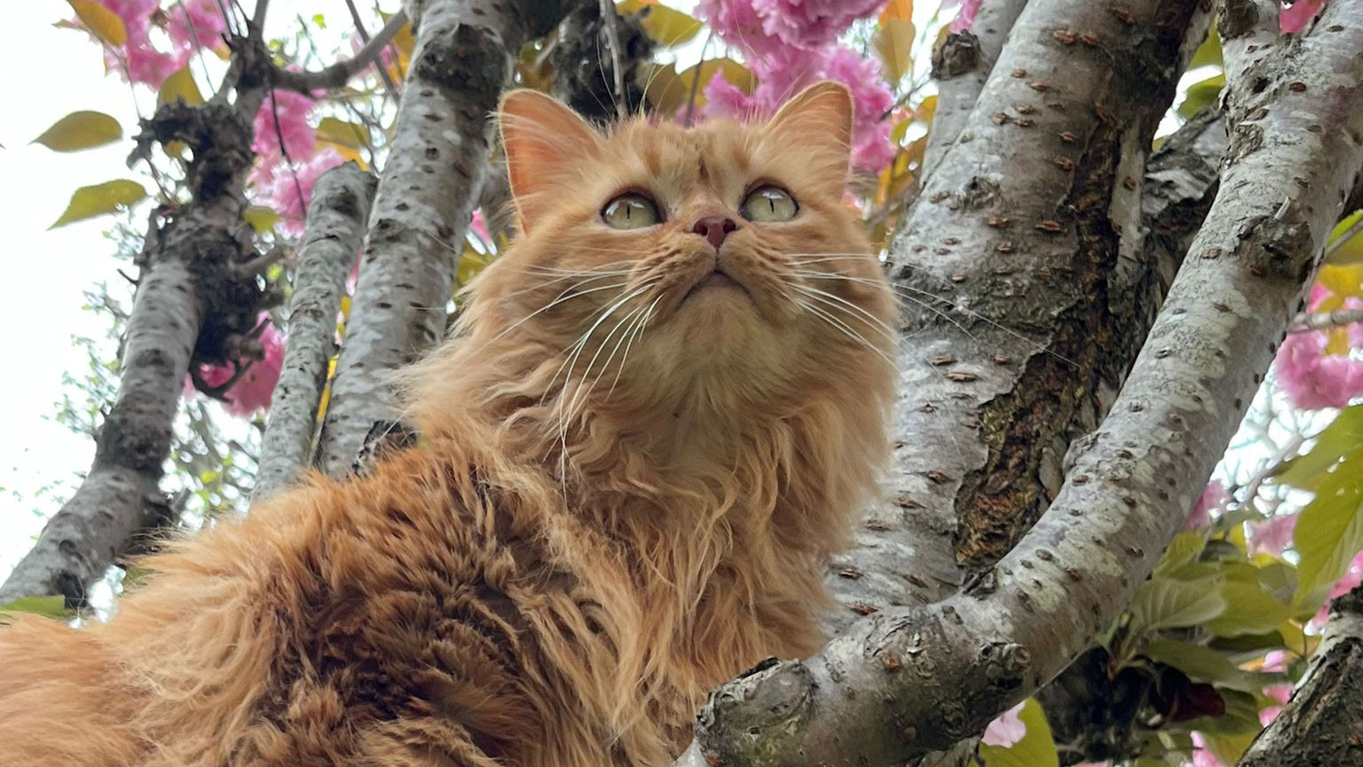 Biodiversité et condition animale